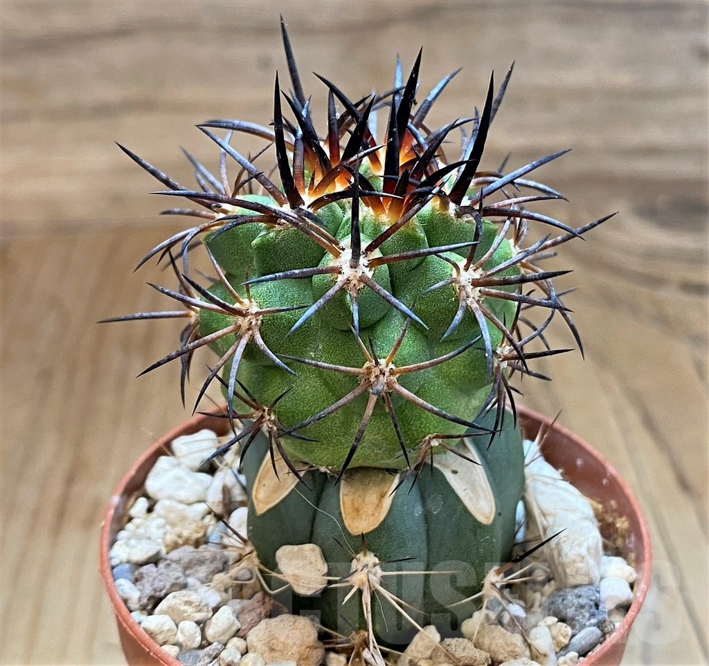 SH18320 Copiapoa vallenarensis SI-61-24, grafted - Image 2