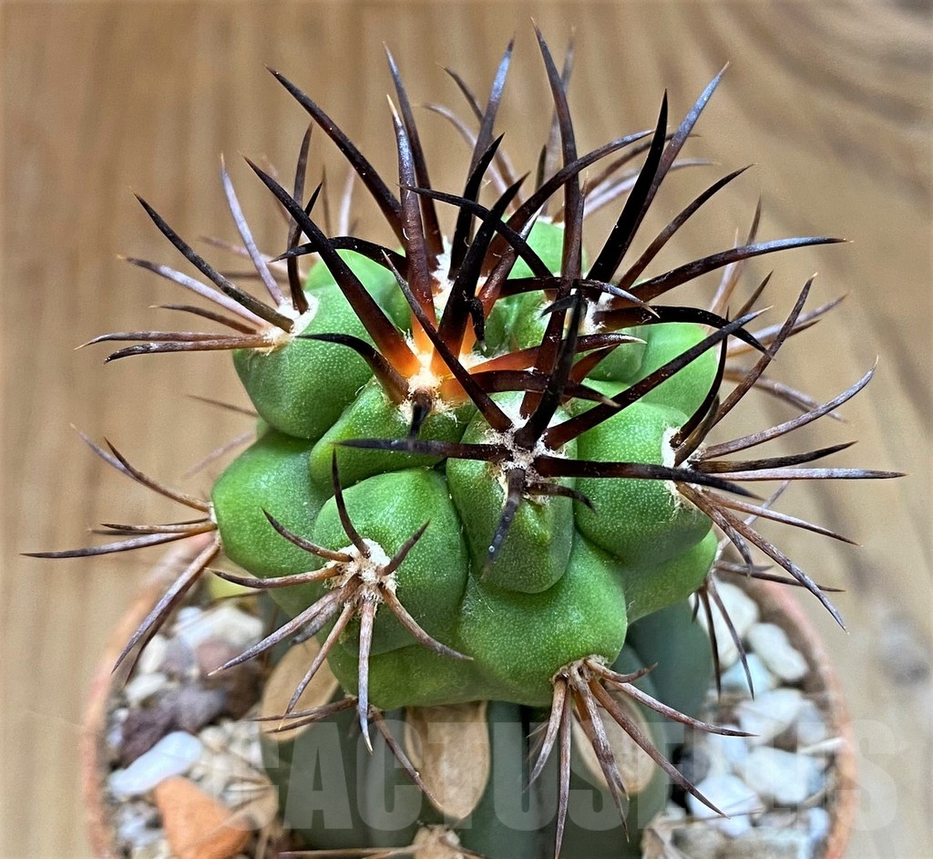 SH18321 Copiapoa vallenarensis SI-61-24, grafted