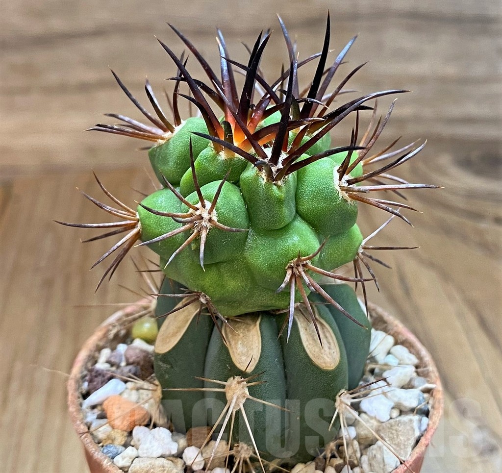 SH18321 Copiapoa vallenarensis SI-61-24, grafted - Image 2