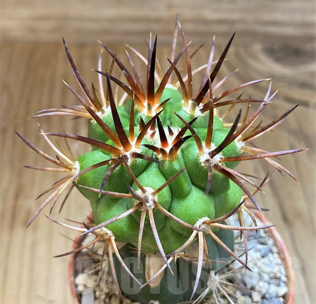 SH18322 Copiapoa vallenarensis SI-61-24, grafted
