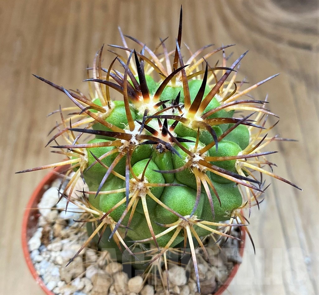 SH18323 Copiapoa vallenarensis SI-61-24, grafted
