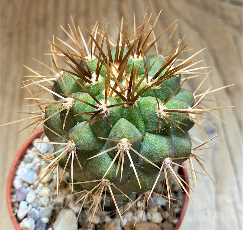 SH18324 Copiapoa gigantea GCG15004, grafted