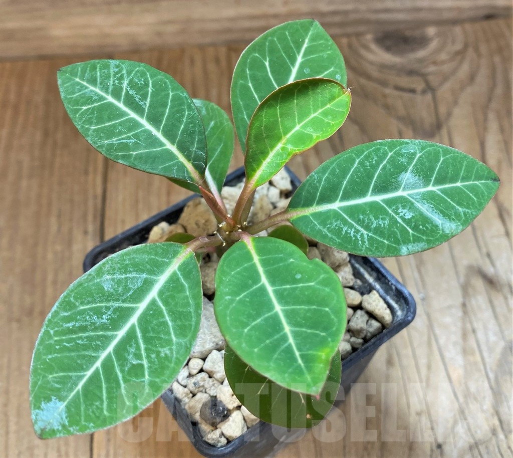 SH18395 Euphorbia millotii - Image 2
