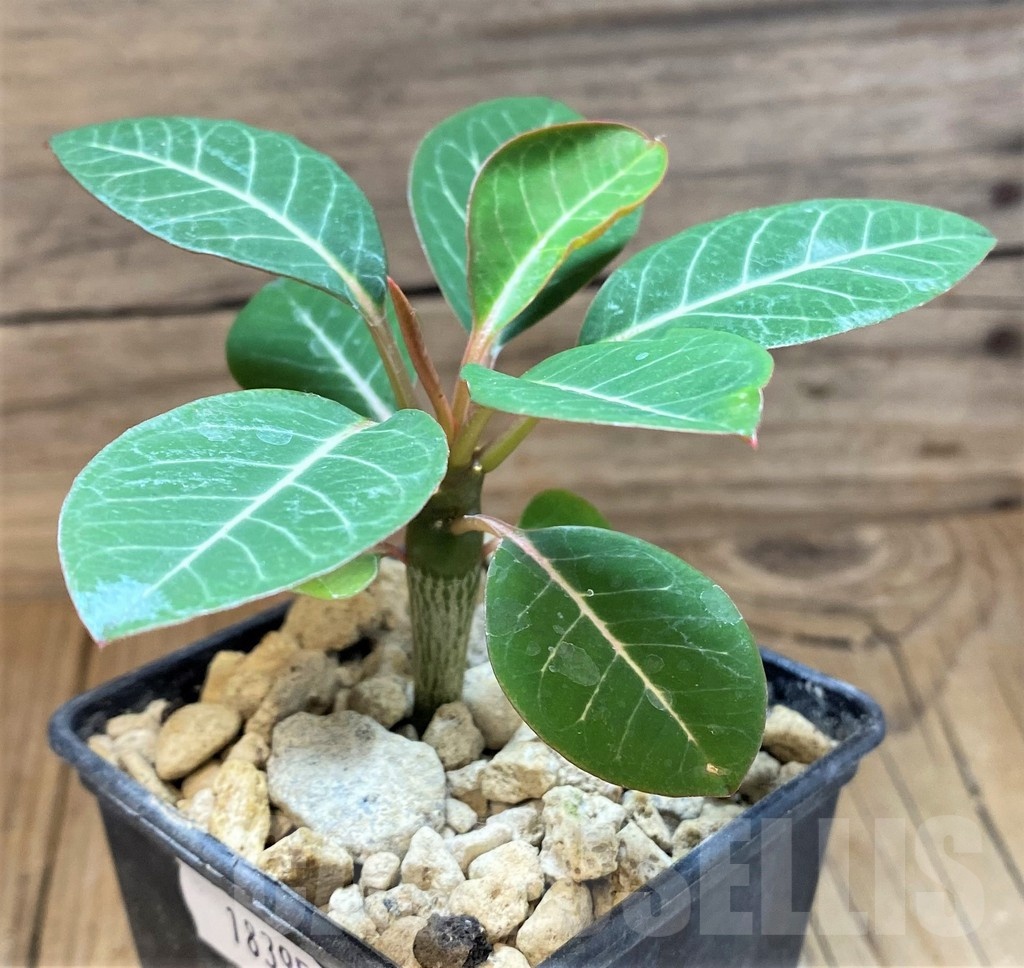 SH18395 Euphorbia millotii
