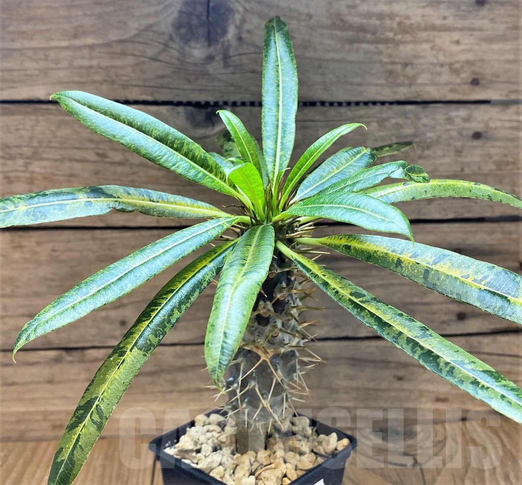 SH18398 Pachypodium lamerei f. variegata, grafted - Image 2