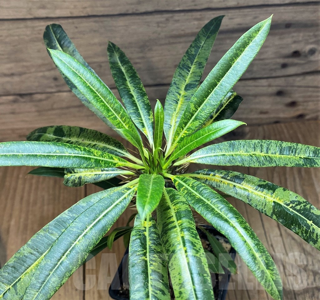 SH18399 Pachypodium lamerei f. variegata, grafted