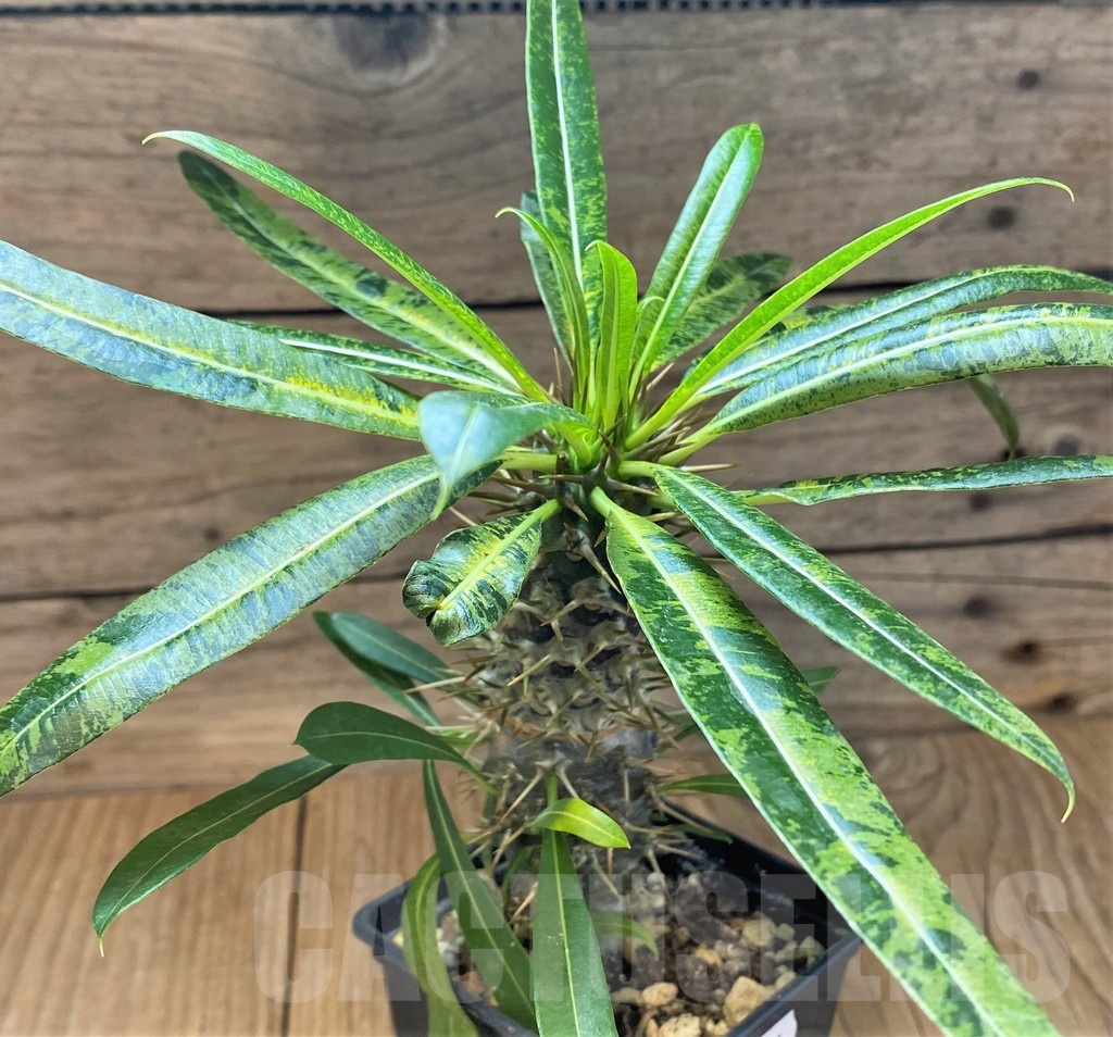 SH18399 Pachypodium lamerei f. variegata, grafted - Image 2