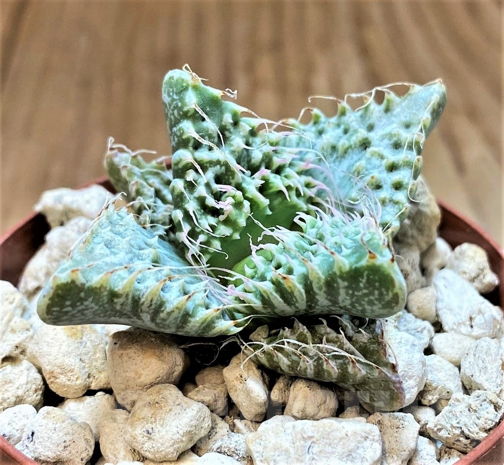 SH18424 Faucaria tuberculosa 'Super Warty'