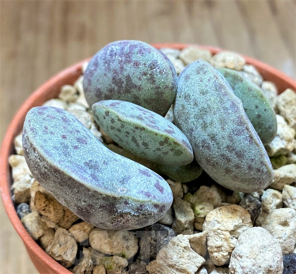 SH18426 Adromischus marianiae v. hallii -Lorelei- - Image 2