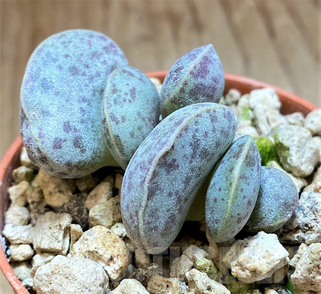 SH18426 Adromischus marianiae v. hallii -Lorelei-