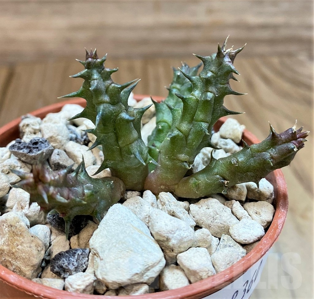SH18360 Huernia whitesloaneana PRB6997 - Image 2