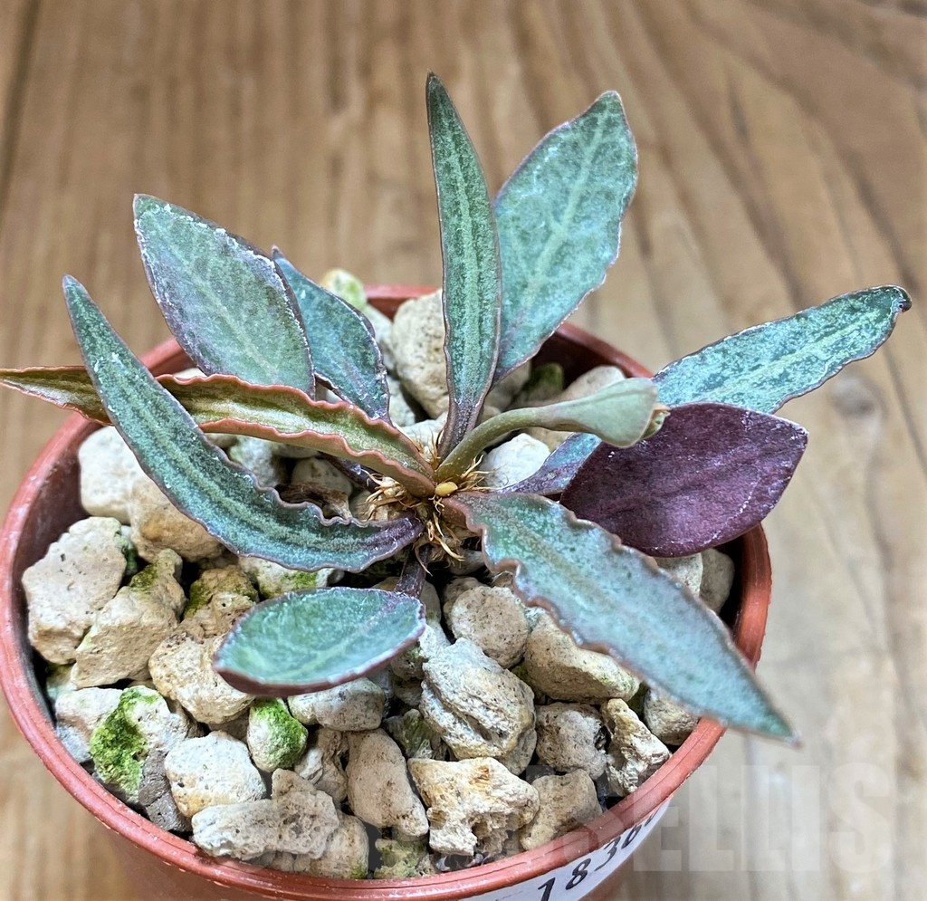 SH18368 Euphorbia francoisii - Image 2