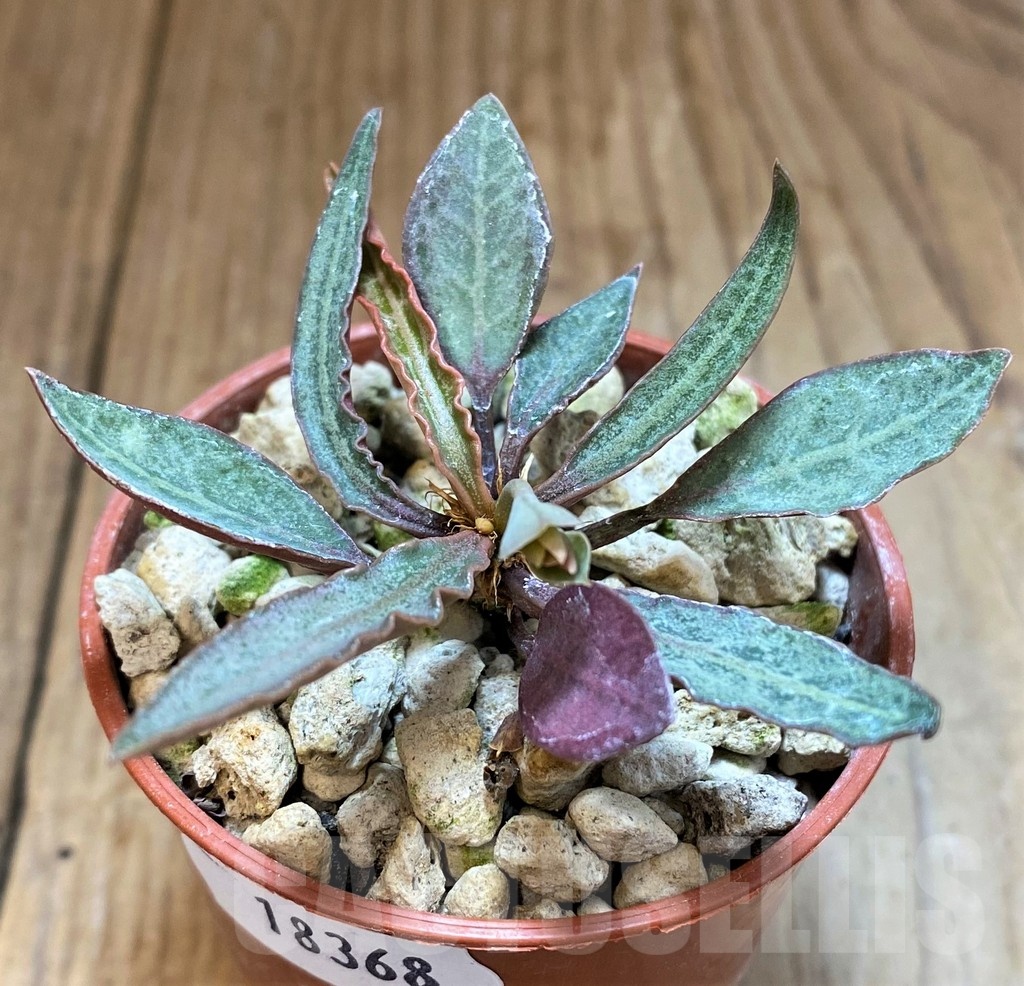 SH18368 Euphorbia francoisii