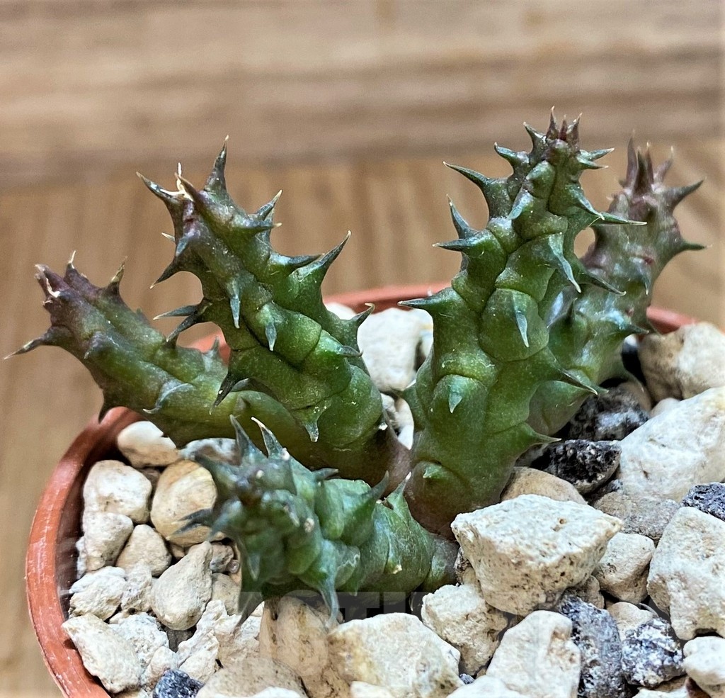 SH18360 Huernia whitesloaneana PRB6997