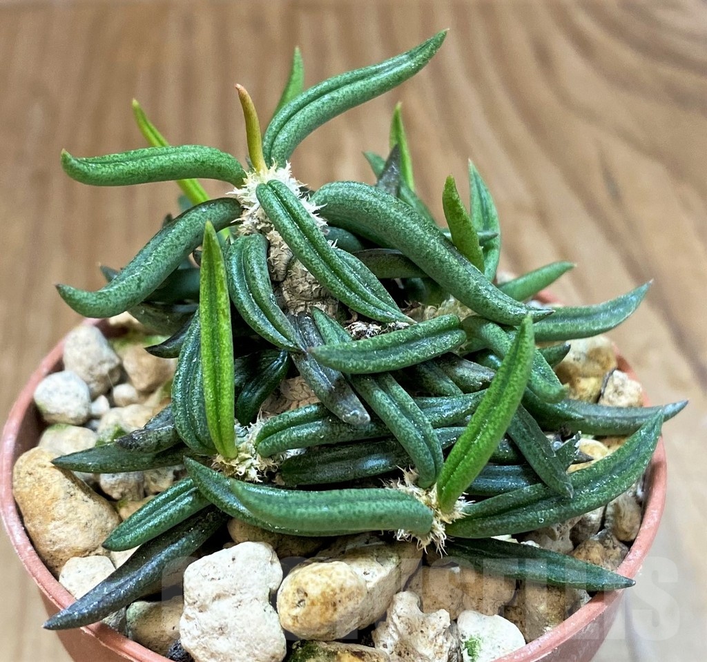 SH18371 Euphorbia cylindrifolia ssp. tuberifera - Image 2