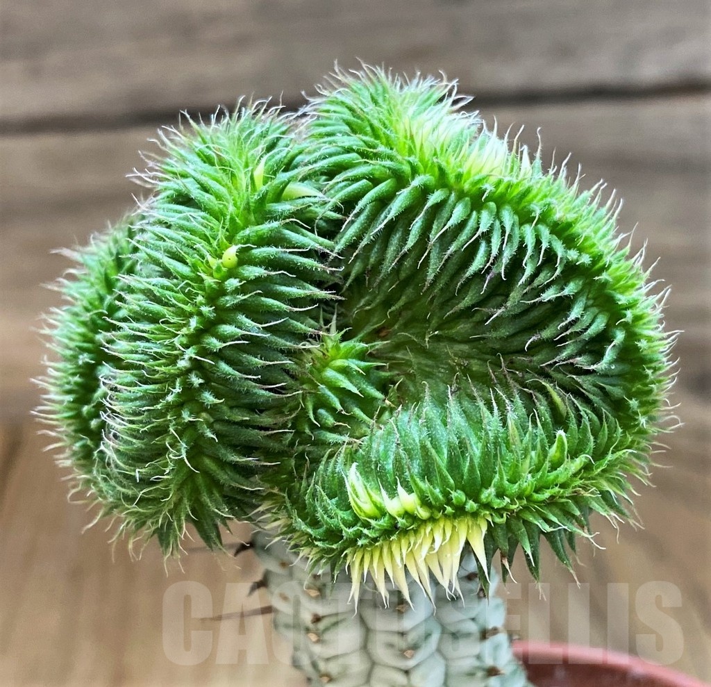 SH18373 Euphorbia susannae f. cristata variegata, grafted - Image 2