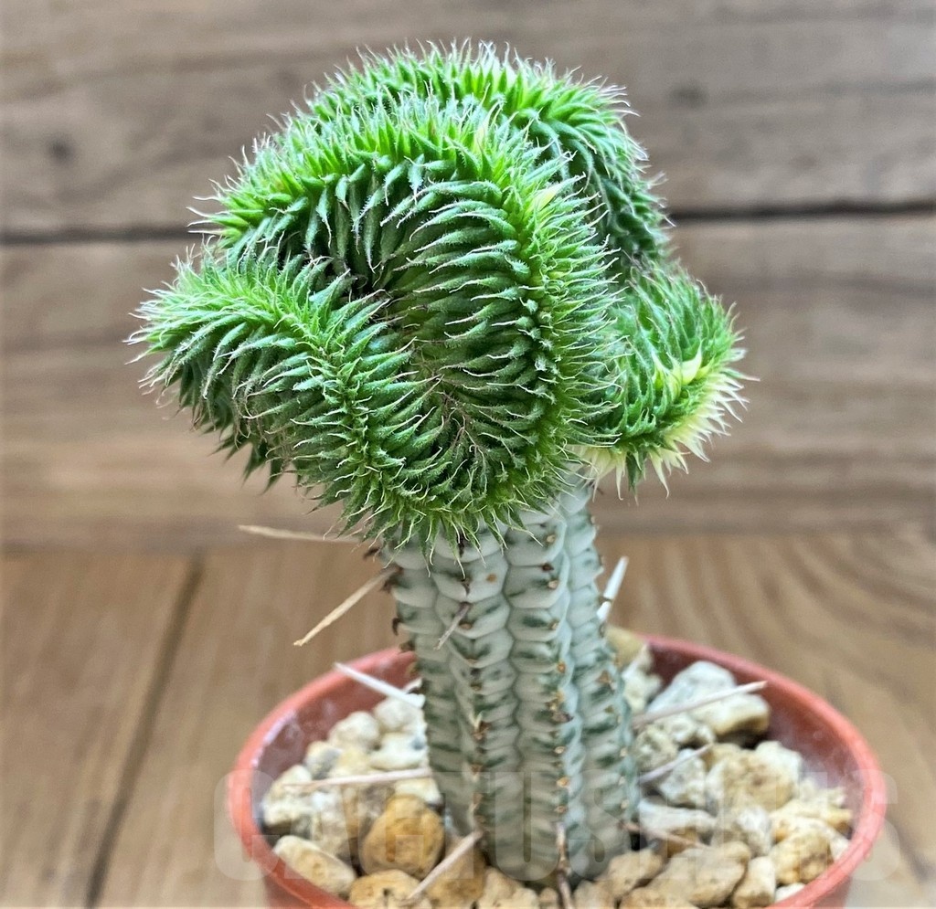 SH18373 Euphorbia susannae f. cristata variegata, grafted - Image 3