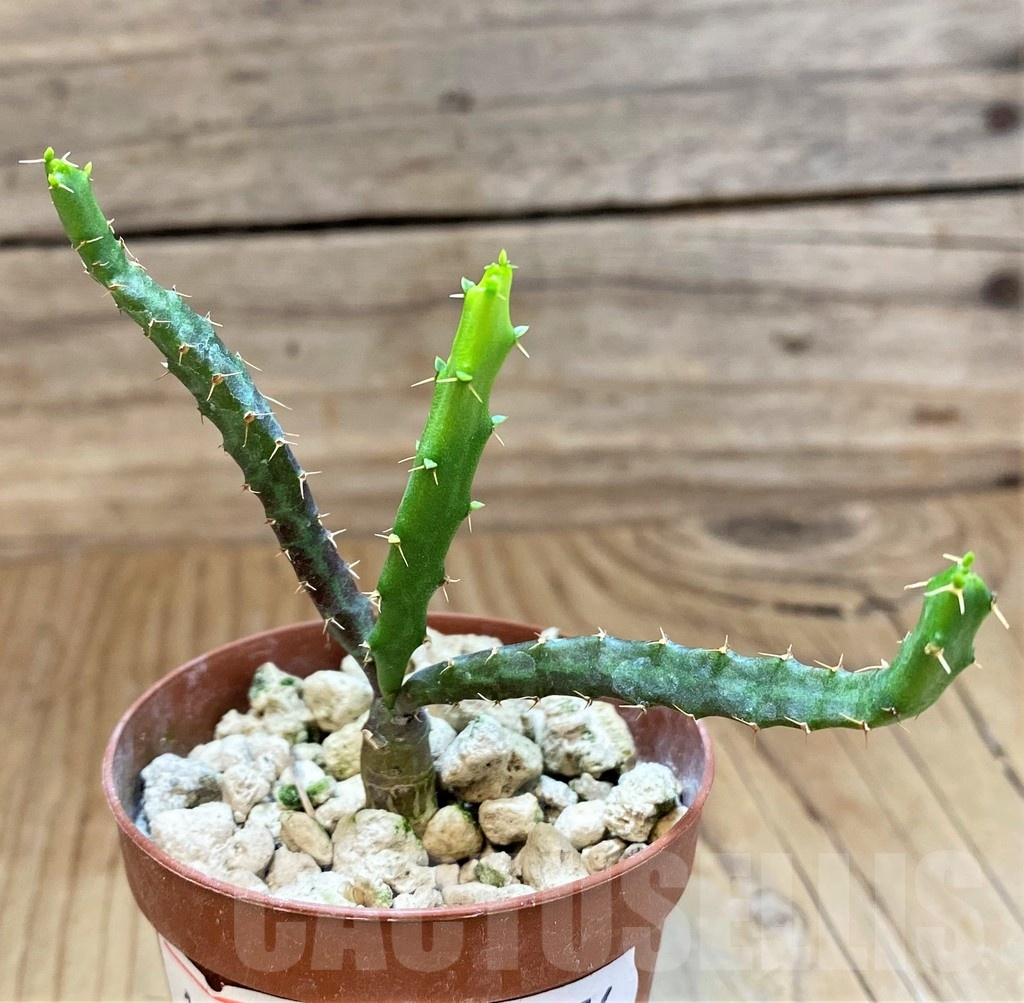 SH18376 Euphorbia micracantha - Image 2