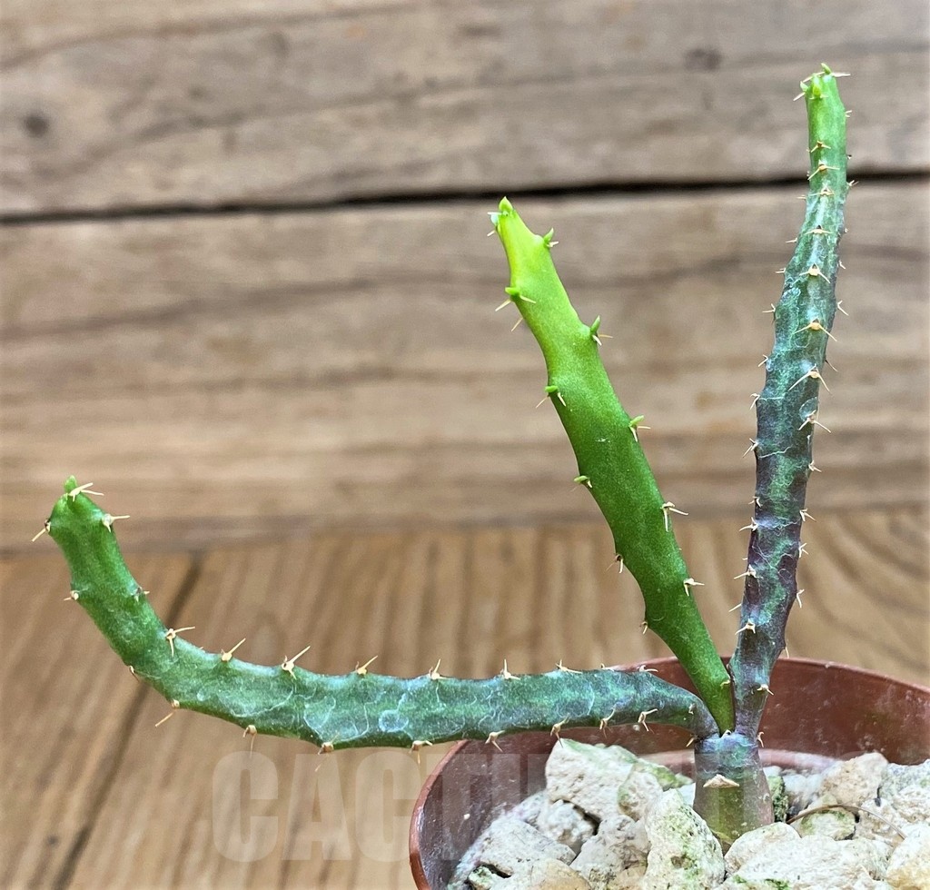 SH18376 Euphorbia micracantha