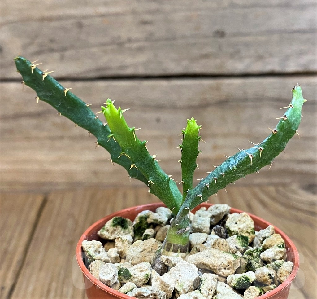 SH18377 Euphorbia micracantha - Image 2