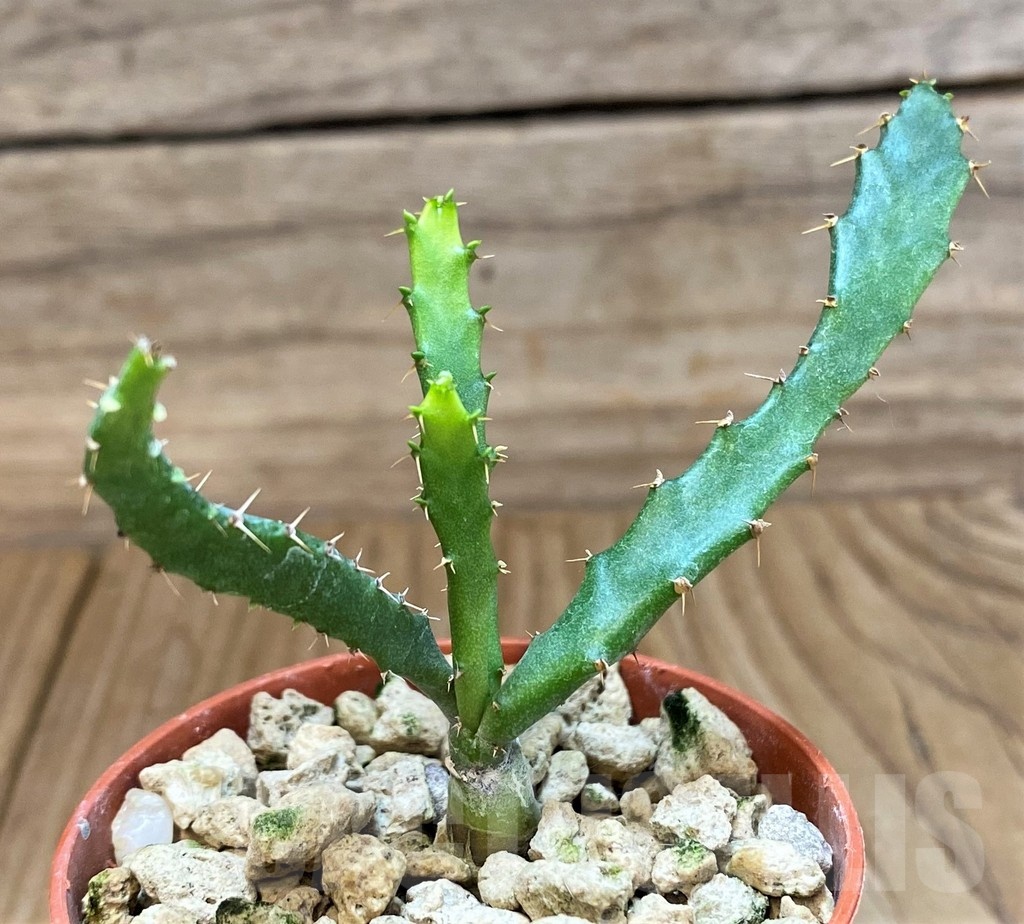 SH18377 Euphorbia micracantha