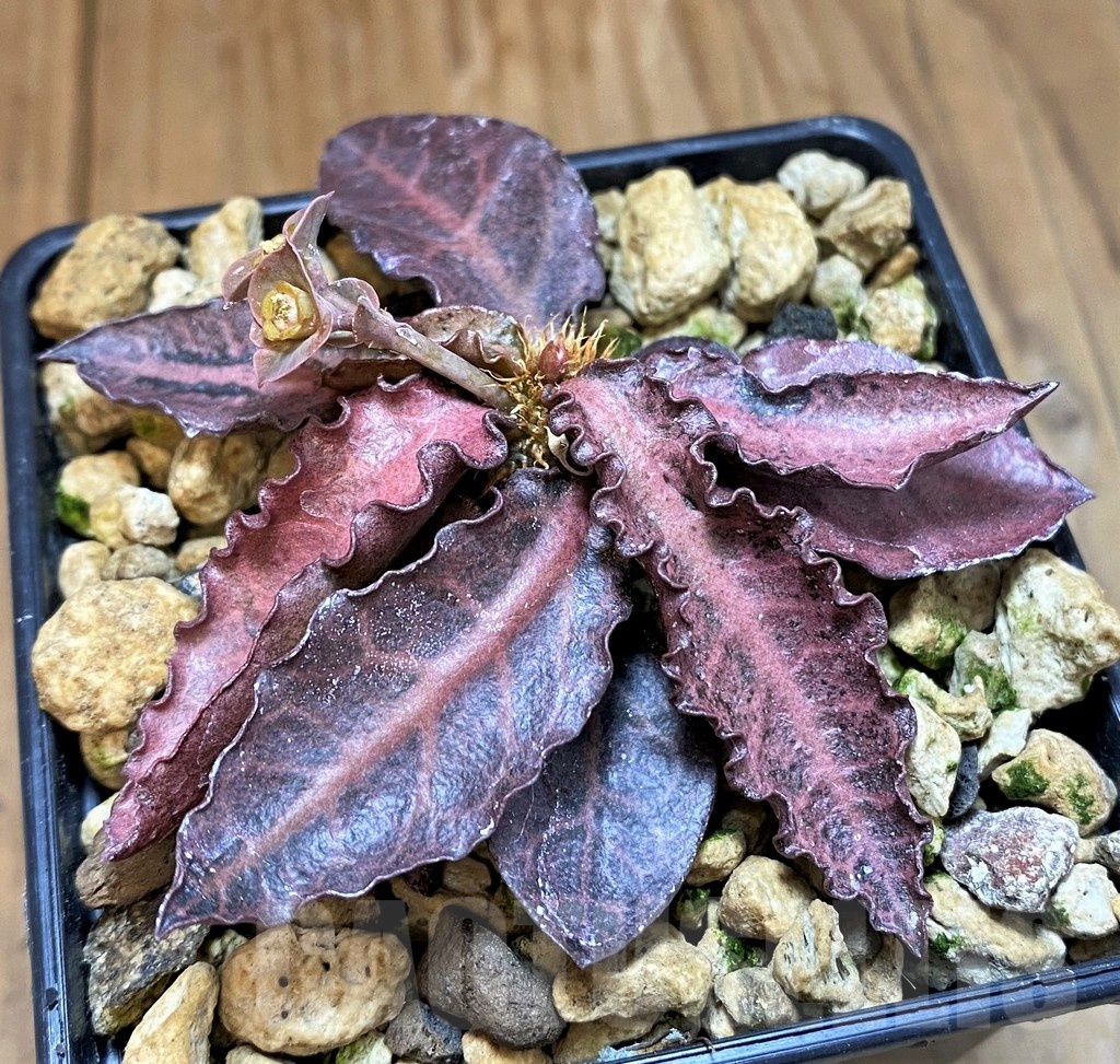SH18389 Euphorbia francoisii ssp. crassicaulis
