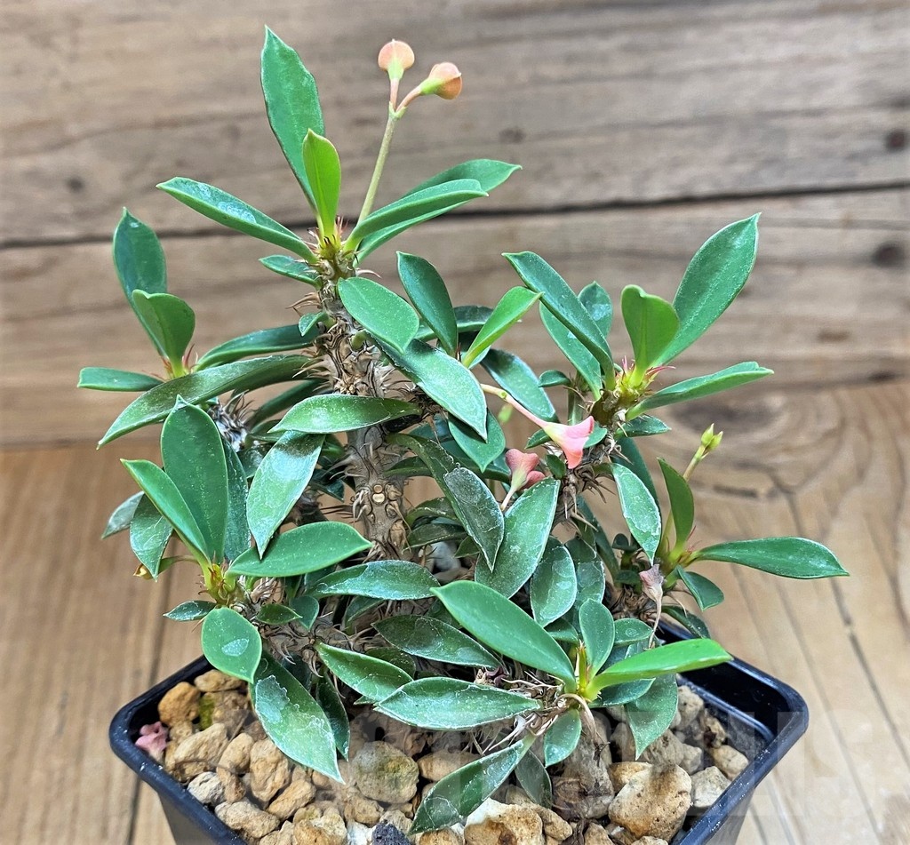 SH18393 Euphorbia pedilanthus x milli - Image 2