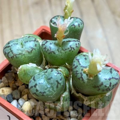 SH18568 Conophytum obcordellum