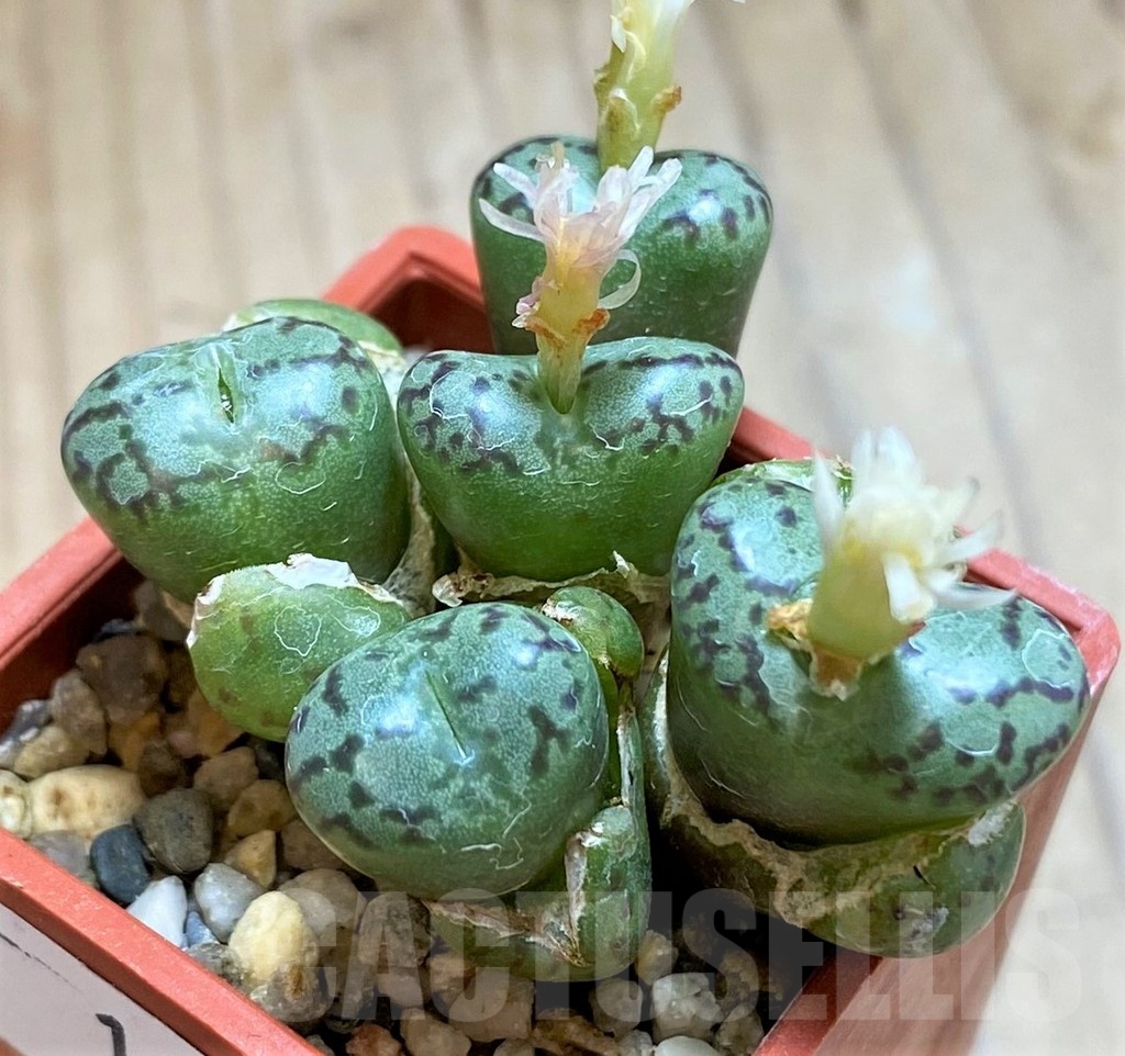 SH18568 Conophytum obcordellum