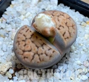 LOT115 50 SEEDS Lithops karasmontana v. tischeri , harvest 2025