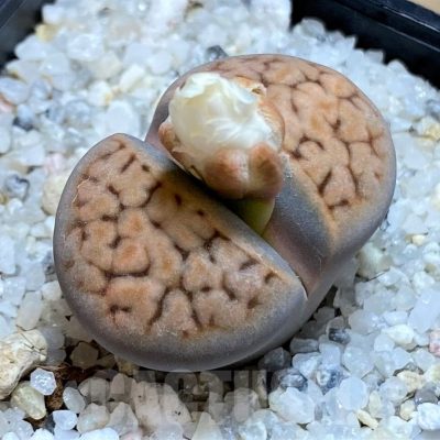 SH18620 Lithops karasmontana v. tischeri