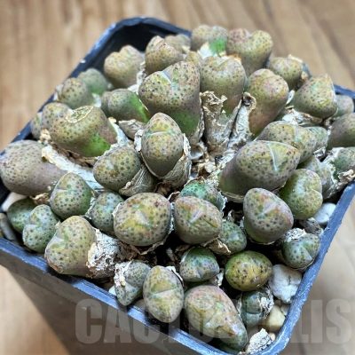 SH18571 Conophytum taylorianum