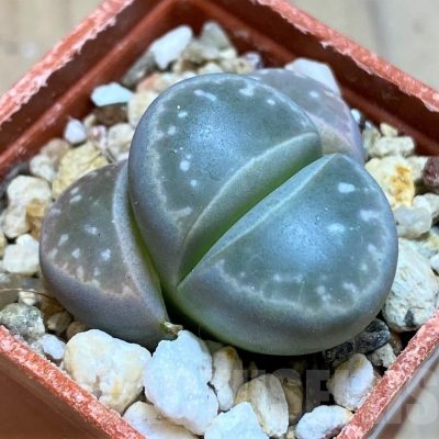 SH18576 Lithops olivacea