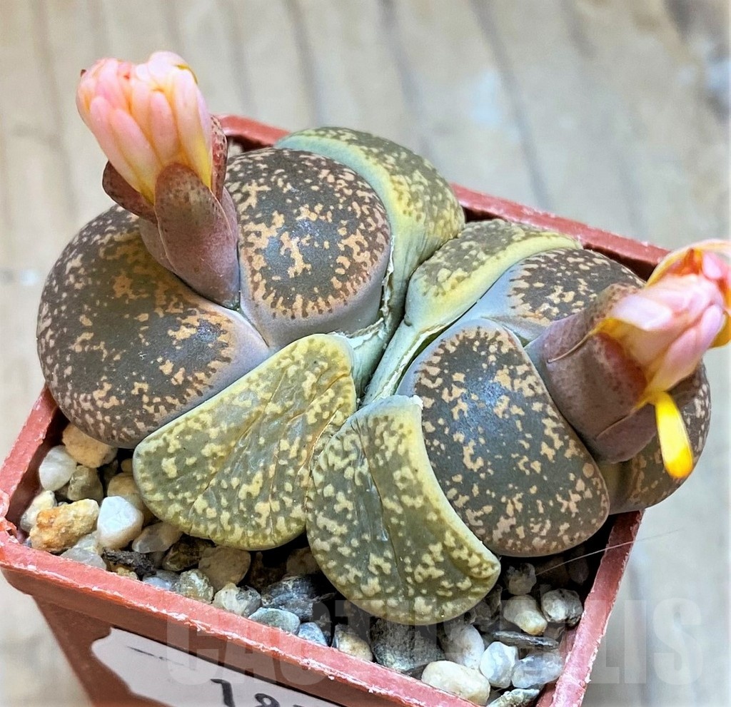 SH18577 Lithops lesliei v. hornii