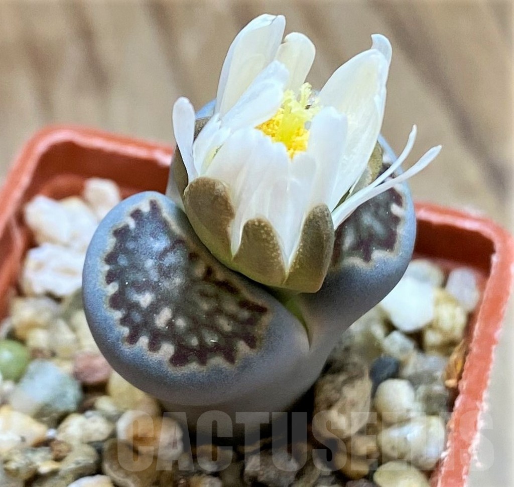 SH18578 Lithops halii x salicola 'Bacchus'