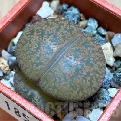SH18584 Lithops lesliei v. rubrobrunnea