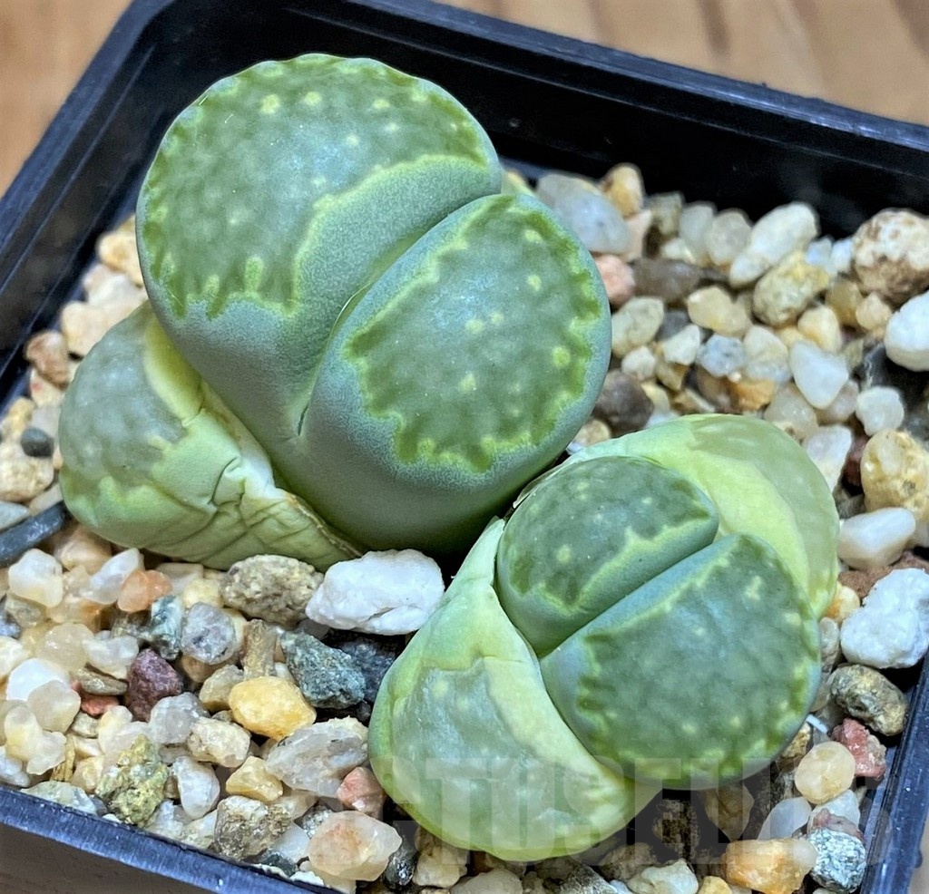 SH18595 Lithops salicola 'Malachite' C351A