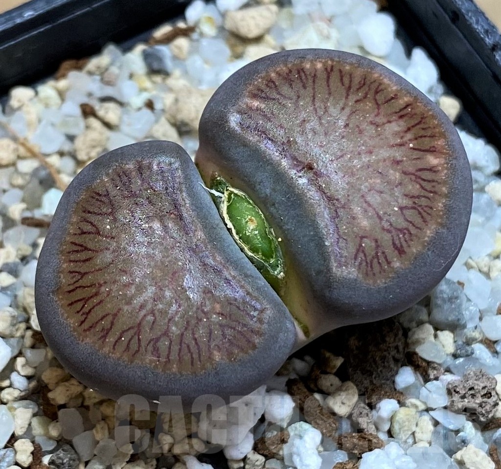 SH18596 Lithops julii 'Kikushogiyoku' hybrid
