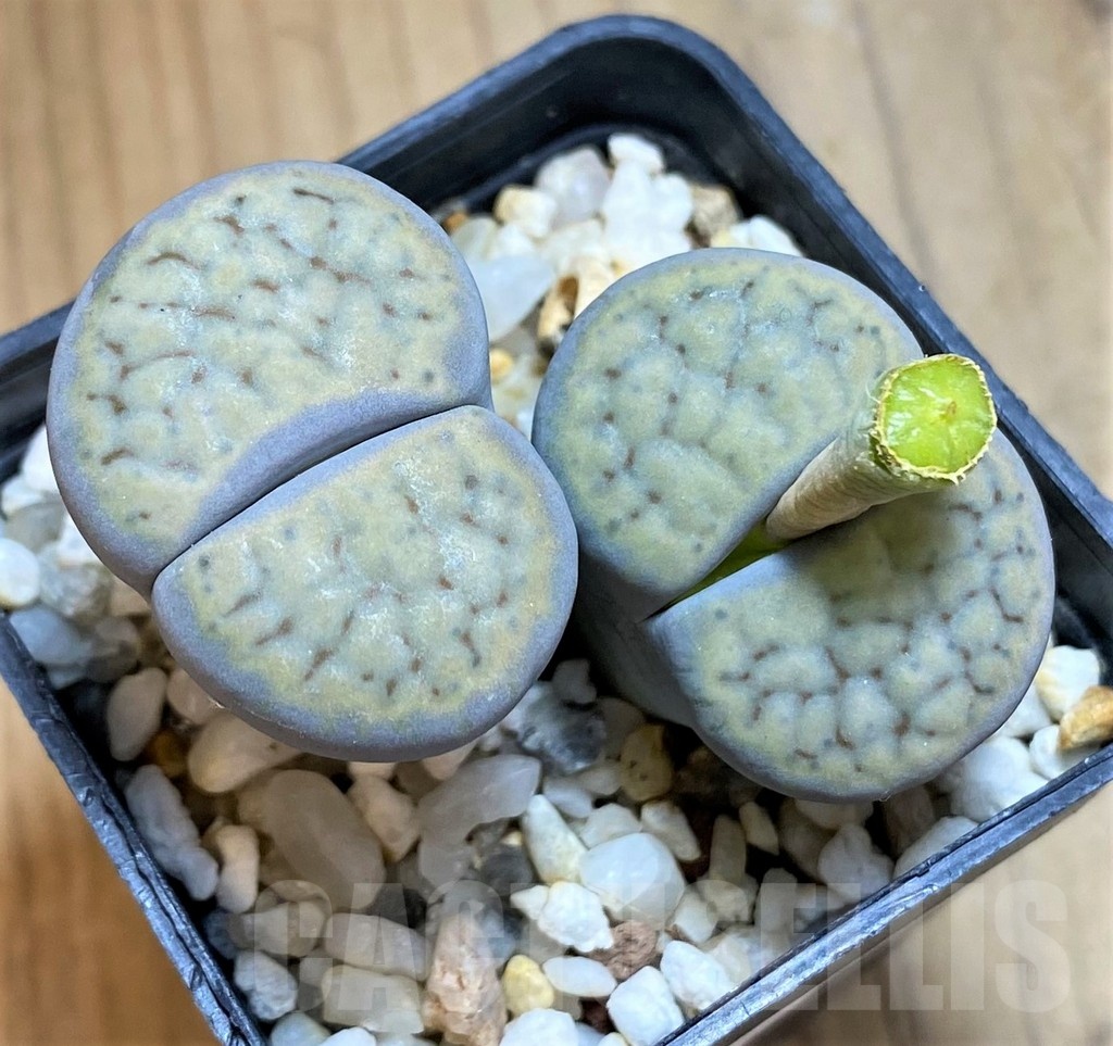 SH18597 Lithops schwantesii v. gebseri