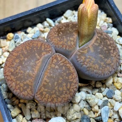 SH18607 Lithops aucampiae