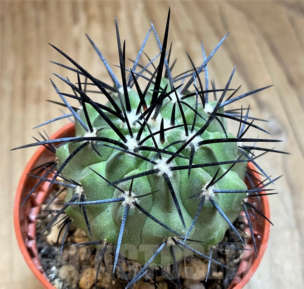 SH18667 Copiapoa dealbata SI-54-24, grafted