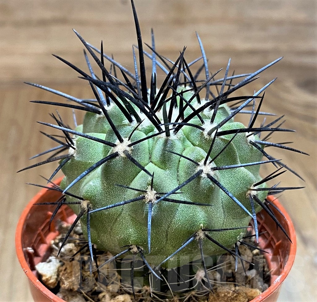 SH18667 Copiapoa dealbata SI-54-24, grafted - Image 2