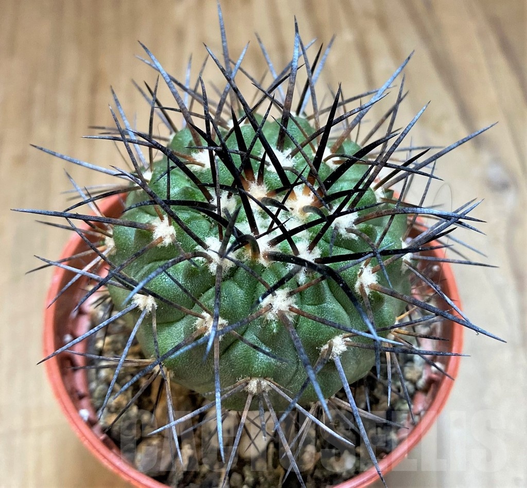 SH18668 Copiapoa dealbata SI-51-24, grafted