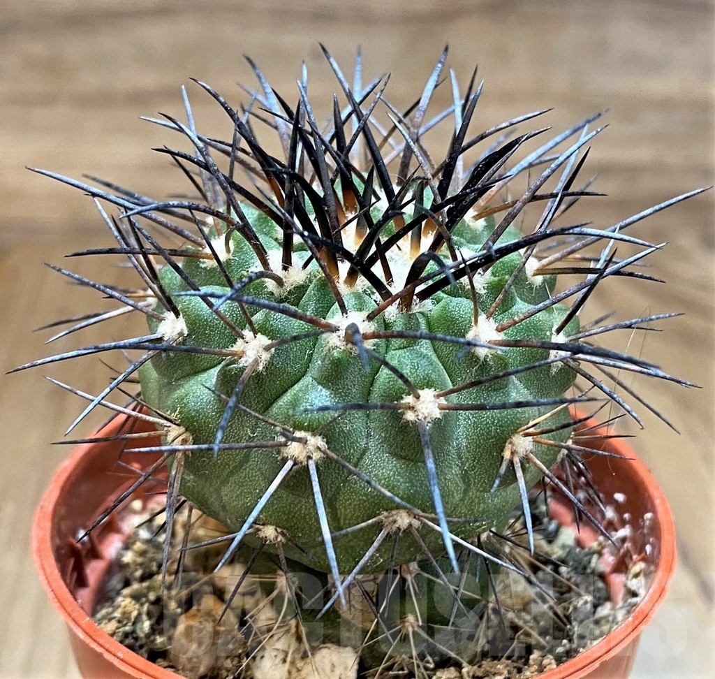 SH18668 Copiapoa dealbata SI-51-24, grafted - Image 2
