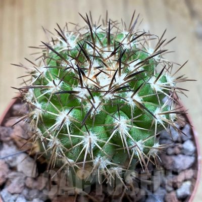 SH18669 Copiapoa cinerascens HR1135, grafted