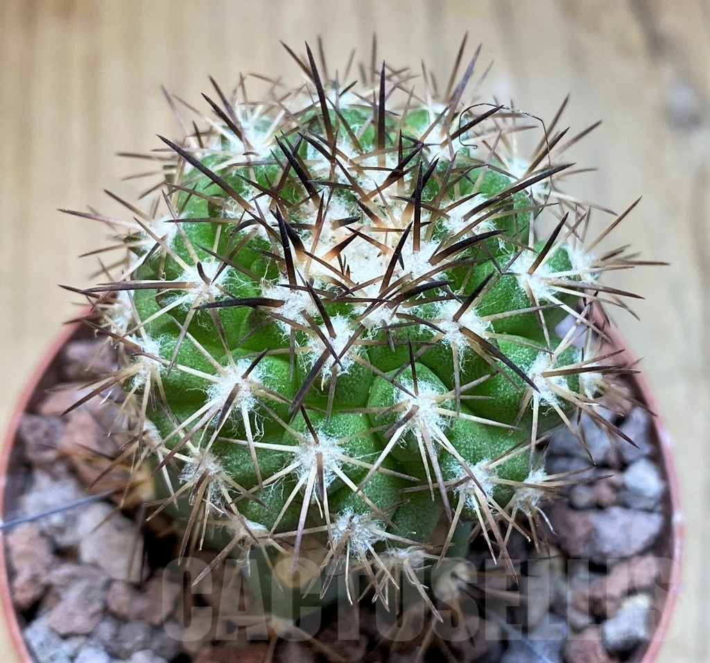 SH18669 Copiapoa cinerascens HR1135, grafted