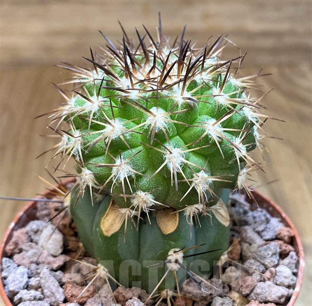 SH18669 Copiapoa cinerascens HR1135, grafted - Image 2