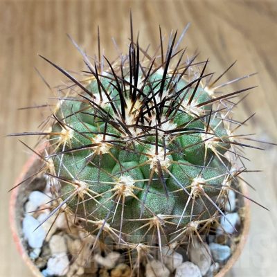 SH18674 Copiapoa gigantea SI-41C-24, grafted