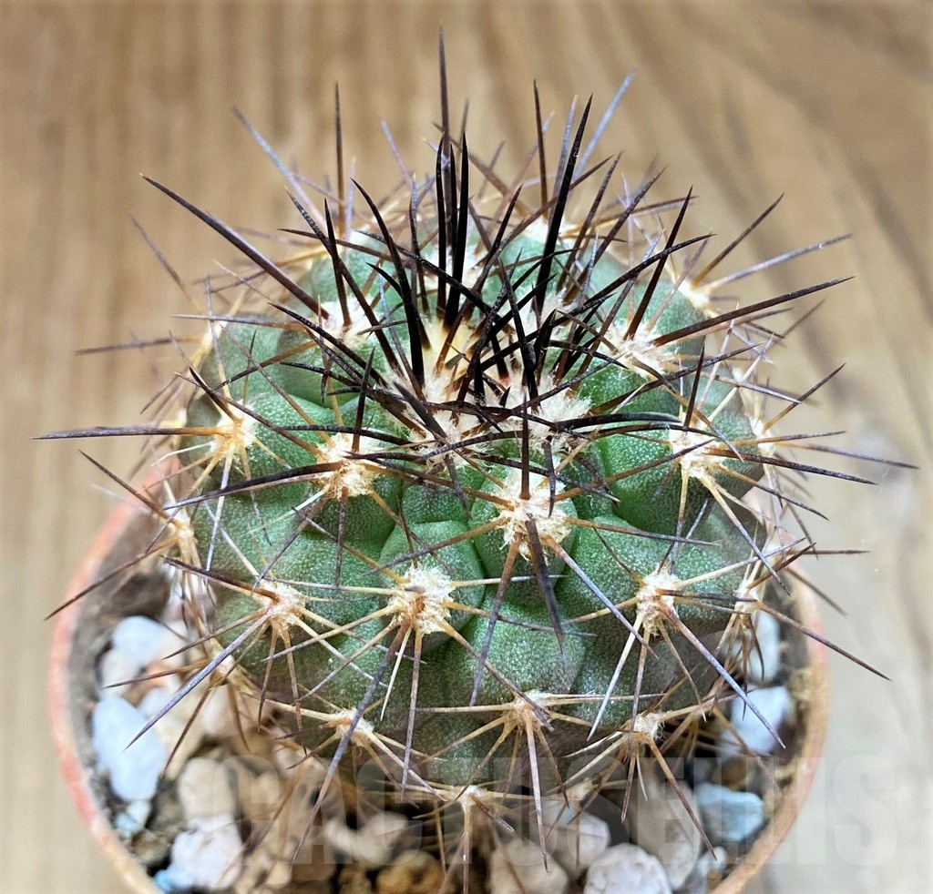 SH18674 Copiapoa gigantea SI-41C-24, grafted
