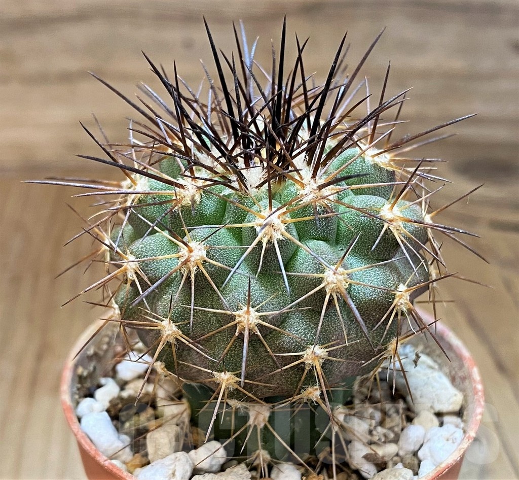 SH18674 Copiapoa gigantea SI-41C-24, grafted - Image 2